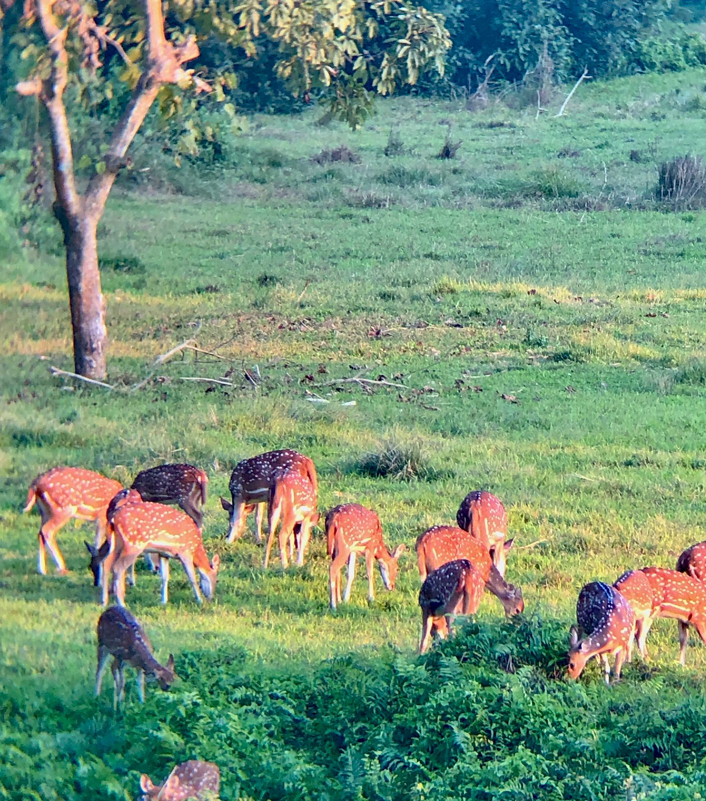 Wildlife Spotting