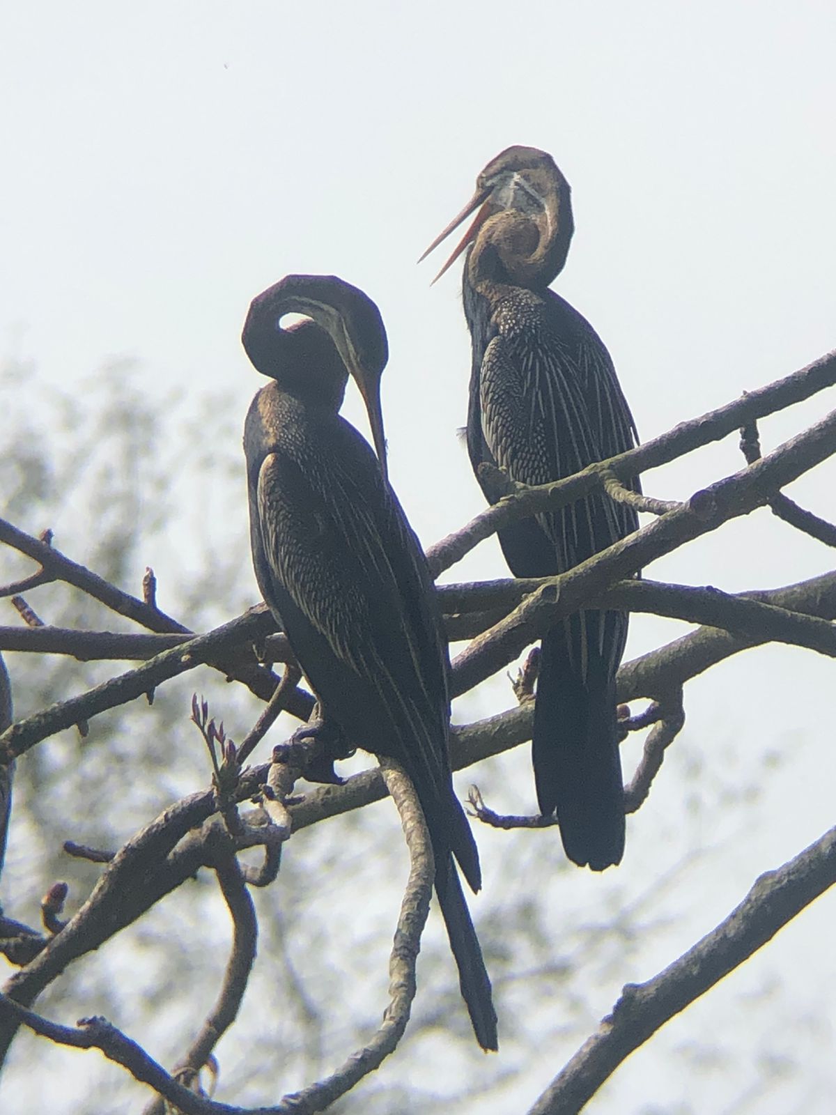 Bird Watching