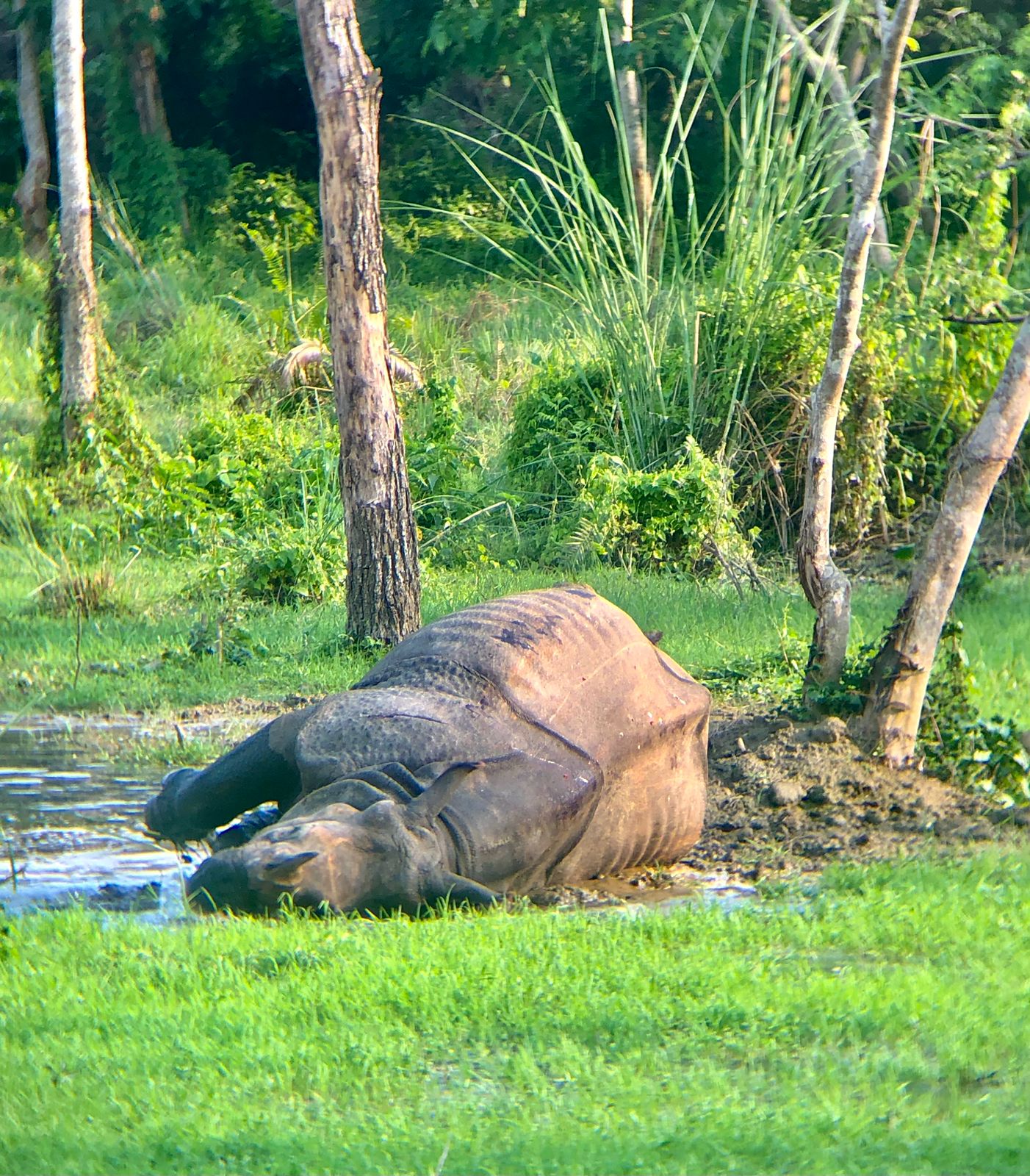 Wildlife