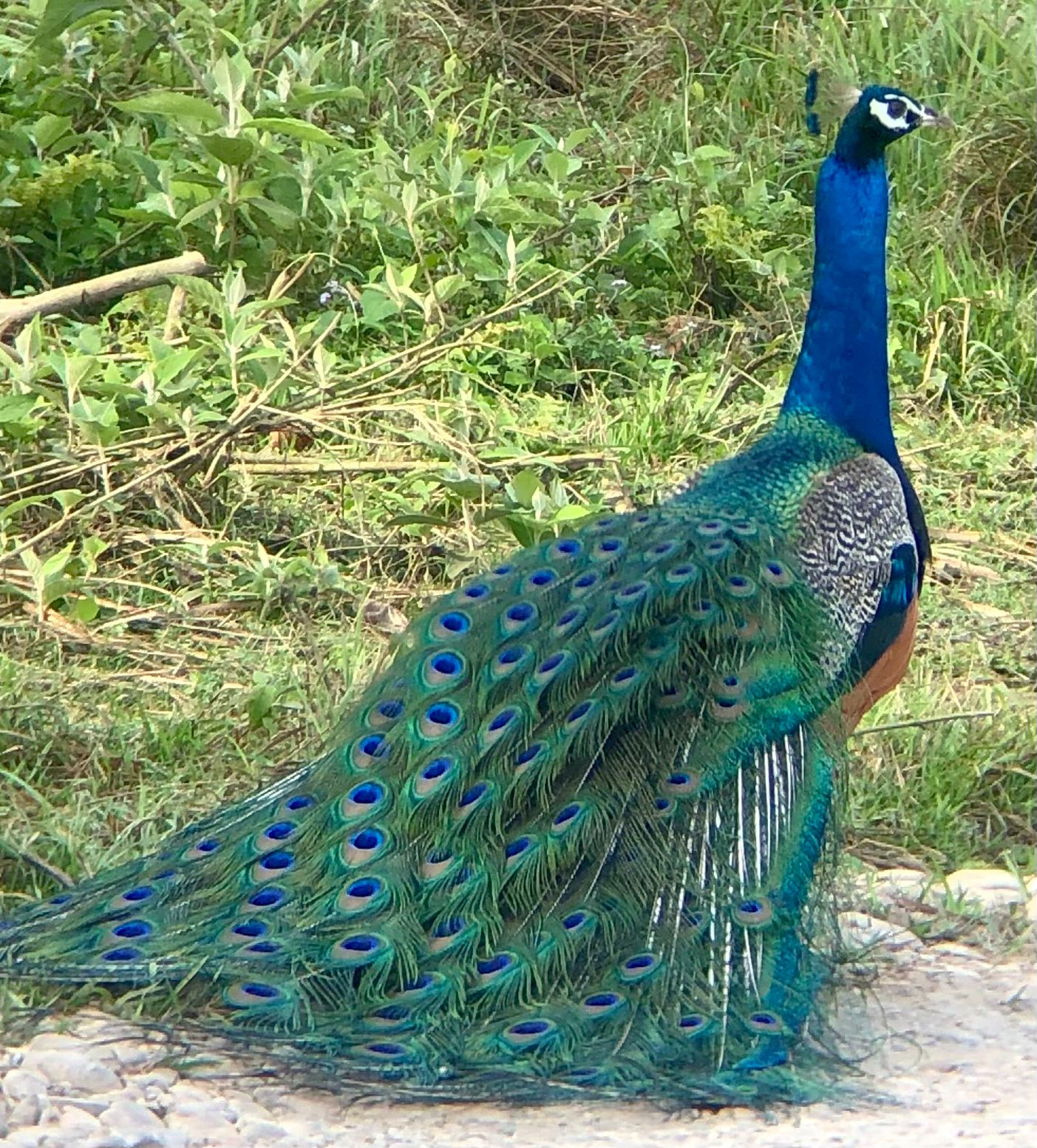 Bird Watching