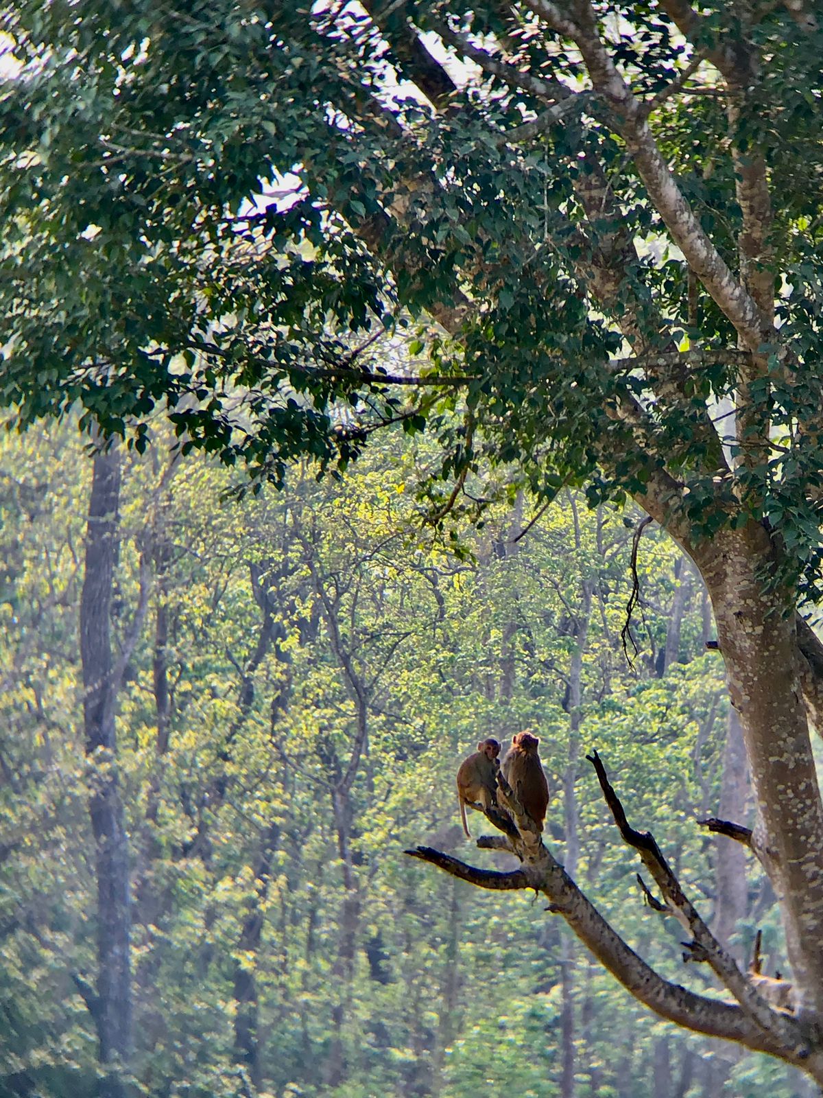 Monkey
